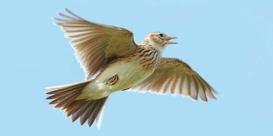 Apps, CDs, DVDs und Downloads